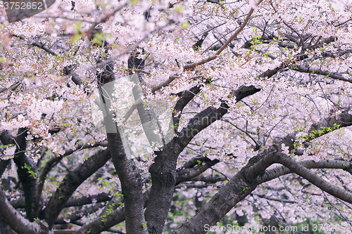 Image of Beautiful cherry blossom sakura