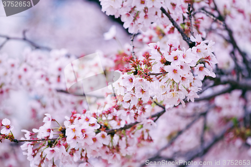Image of Beautiful cherry blossom sakura