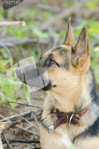 Image of Portrait in profile of a half-breed dog yard and a German Shepherd who looks up