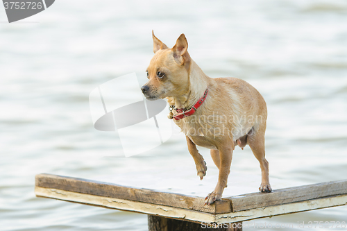 Image of Chihuahua dog standing on wooden table near the river