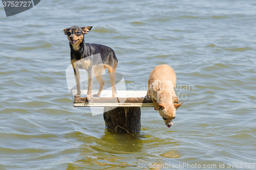 Image of On the table on the river two dogs - Russian toy terrier and chihuahua who wants to jump into the water