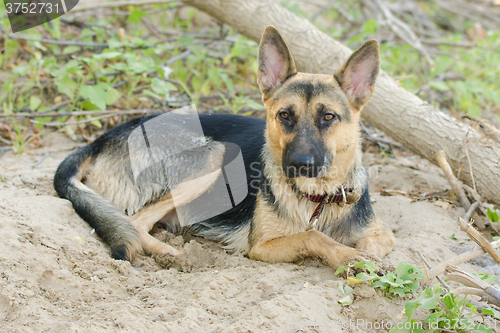 Image of  Crossbreed dog yard and a German shepherd, lies on the sand