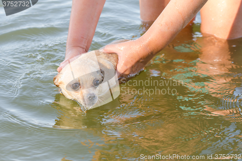 Image of The river to swim frightened dog Chihuahua