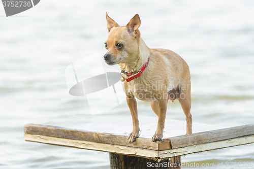 Image of Take a dip in the river Chihuahua dog standing on a wooden table