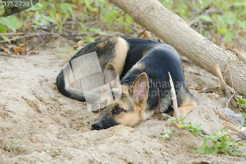 Image of Crossbreed dog yard and a German shepherd, lies on the sand