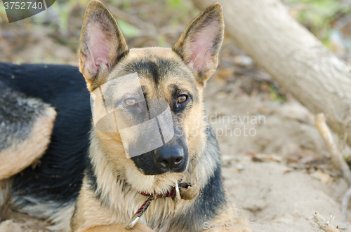 Image of Portrait of a half-breed dog yard and a German Shepherd
