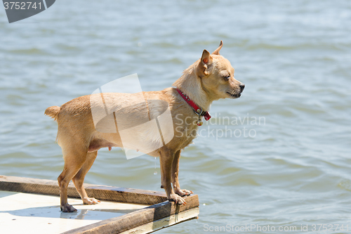 Image of  Swim in the river chihuahua standing on a wooden table, view profile