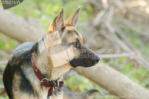 Image of  Portrait in profile of a half-breed dog yard and a German shepherd, lies on the sand