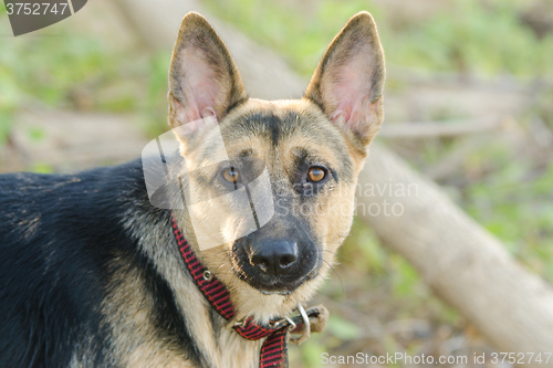 Image of Portrait of a half-breed dog phases yard and a German Shepherd