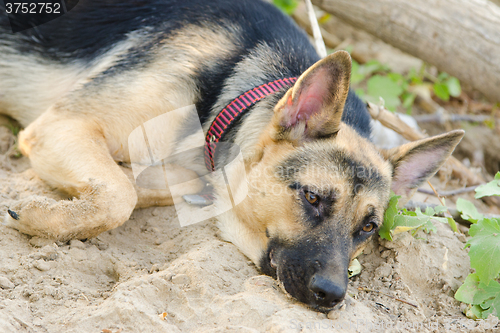 Image of Crossbreed dog yard and a German Shepherd, with sad eyes lays on the sand