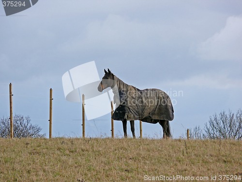 Image of Lonely Horse