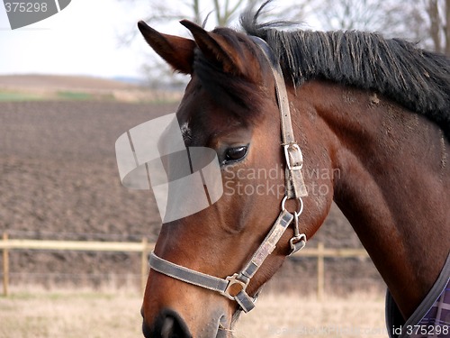 Image of Horse