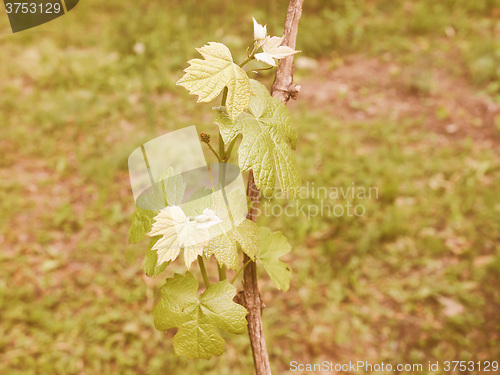 Image of Retro looking Vitis plant