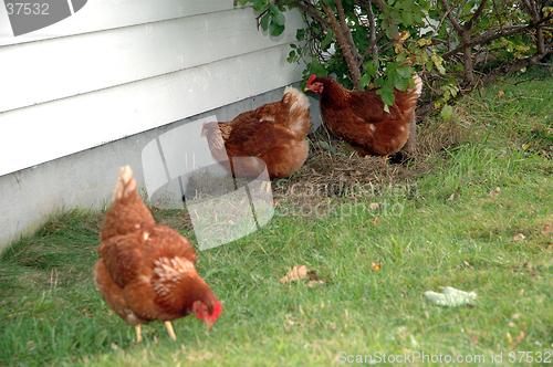 Image of Three hens