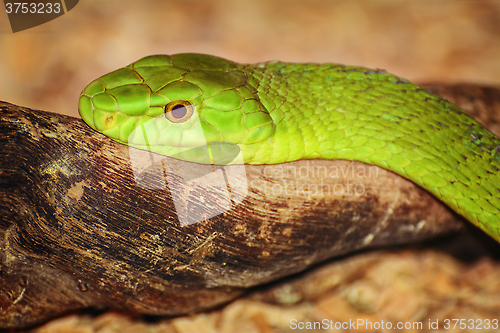 Image of Eastern Green Mamba