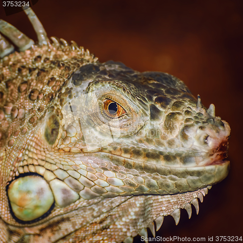 Image of Portrait of Iguana