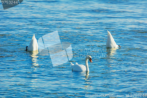 Image of Dance of Swans