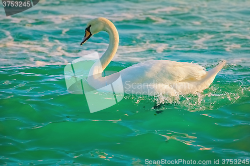 Image of White Swan