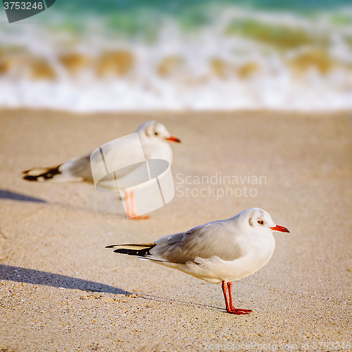 Image of Seagulls on the Sand