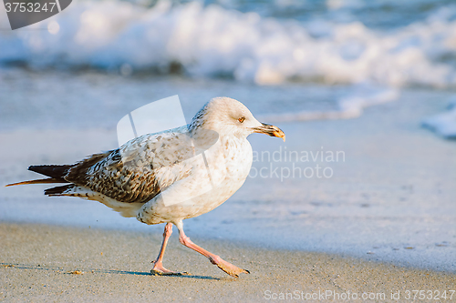 Image of Young Seagull