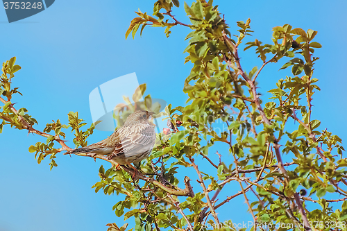 Image of Bird Corn Bunting