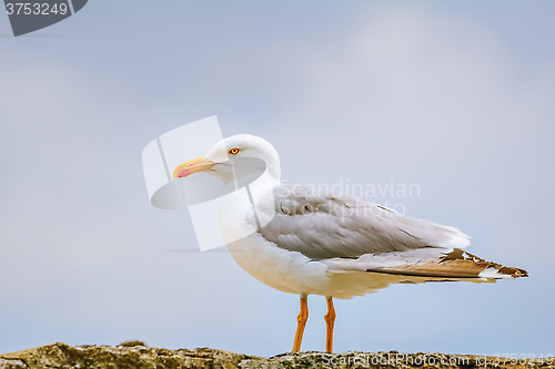 Image of Seagull on the Fence