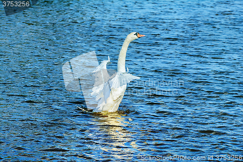 Image of Flying up Swan