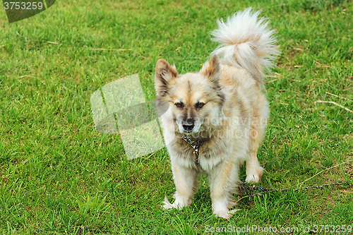 Image of Dog on Grass