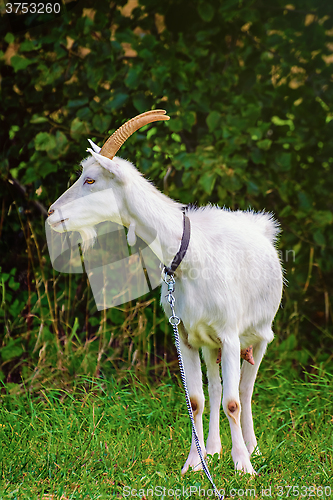 Image of Goat on the Leash