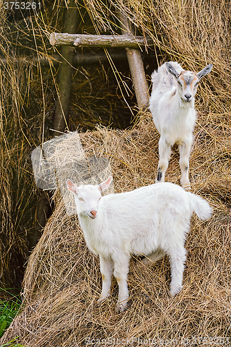 Image of Two White Goatlings