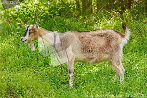 Image of Billy Goat