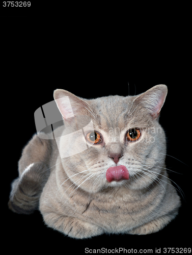 Image of Loll Tongue of Mocking Gray British Cat