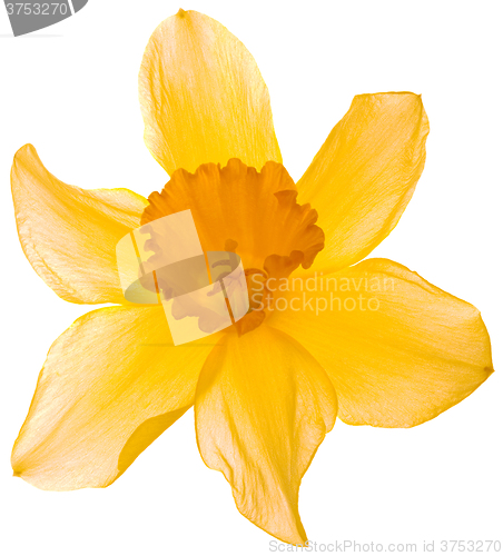 Image of Narcissus Pseudonarcissus Cutout