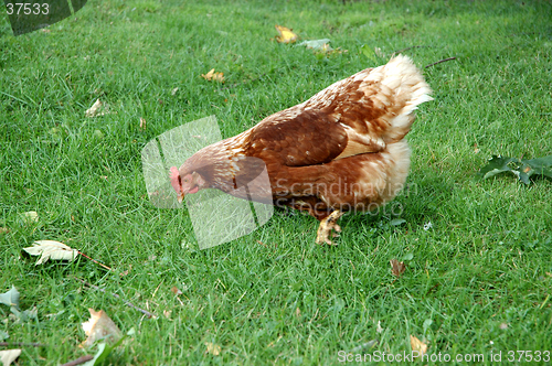 Image of A hen