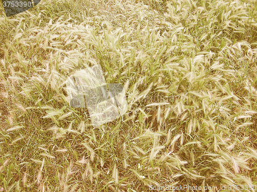 Image of Retro looking Grass meadow weed