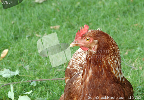 Image of Hen looks around