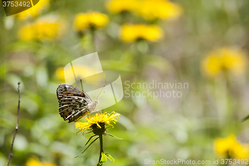 Image of butterfly on yellow flower