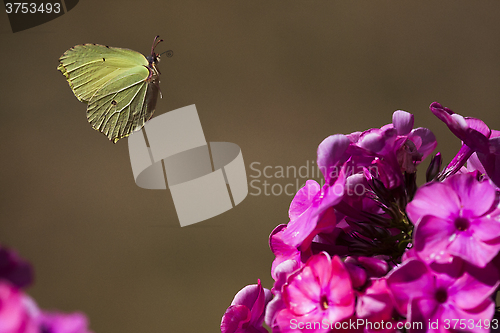 Image of flying butterfly