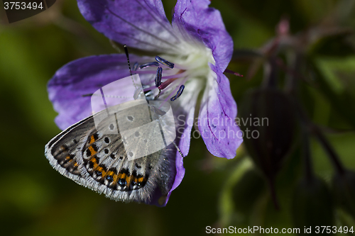 Image of blue butterfly