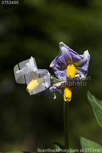 Image of solanum