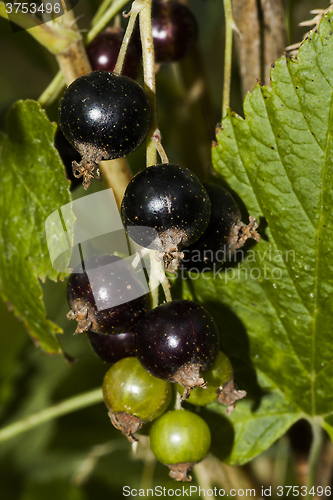 Image of black currants