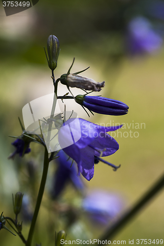 Image of blue bells