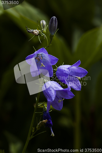 Image of harebell