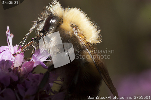 Image of bumble bee up close