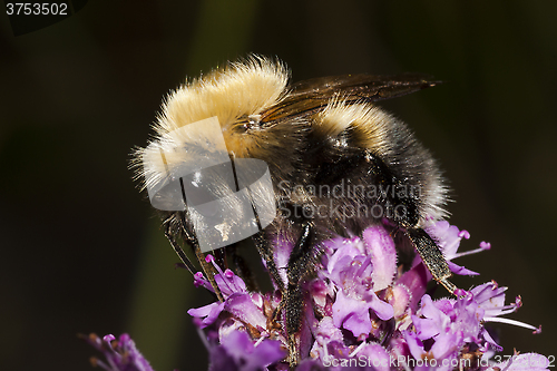 Image of bumble bee up close