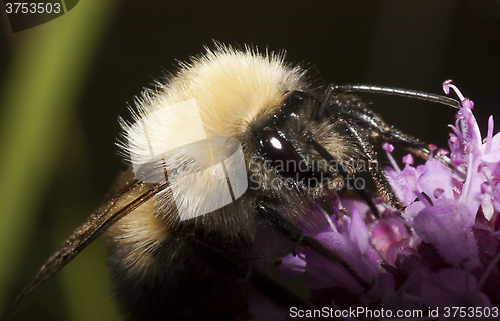 Image of bumble bee 