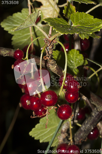 Image of red  currant