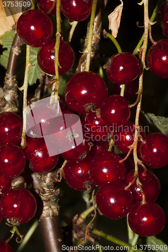 Image of red currants