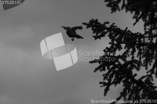 Image of crow leaving a tree