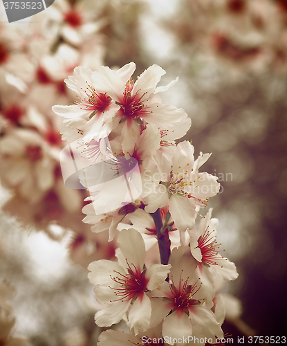 Image of Cherry Blossom Branch